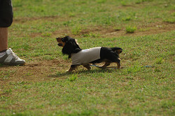 paw_meeting_A-171.jpg