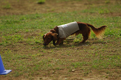 paw_meeting_A-172.jpg