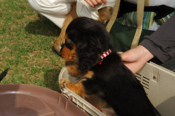 paw_meeting_A-176.jpg