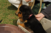 paw_meeting_A-176_thumb.png