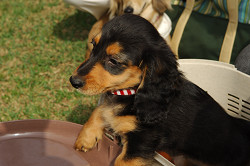 paw_meeting_A-177.jpg