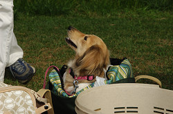 paw_meeting_A-179.jpg