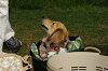paw_meeting_A-179_thumb.png