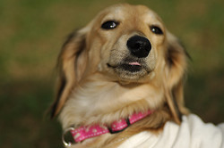 paw_meeting_A-180.jpg