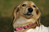paw_meeting_A-180_thumb.png