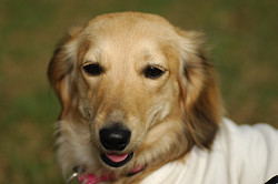paw_meeting_A-181.jpg