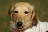 paw_meeting_A-181_thumb.png