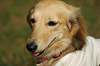 paw_meeting_A-182_thumb.png