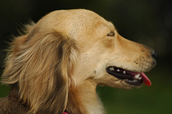 paw_meeting_A-183.jpg