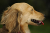 paw_meeting_A-183_thumb.png