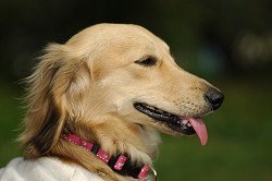 paw_meeting_A-184.jpg