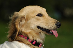 paw_meeting_A-185.jpg
