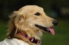 paw_meeting_A-185_thumb.png