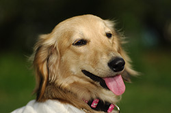 paw_meeting_A-186.jpg