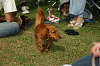 paw_meeting_A-187_thumb.png