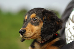 paw_meeting_A-189.jpg