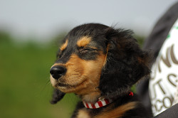 paw_meeting_A-190.jpg