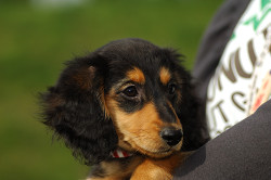 paw_meeting_A-191.jpg