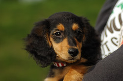 paw_meeting_A-192.jpg
