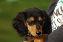 paw_meeting_A-193.jpg