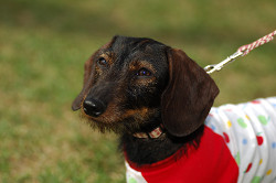 paw_meeting_A-198.jpg