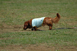 paw_meeting_B-200.jpg
