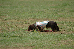 paw_meeting_B-201.jpg
