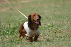 paw_meeting_B-202.jpg