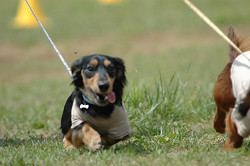 paw_meeting_B-204.jpg