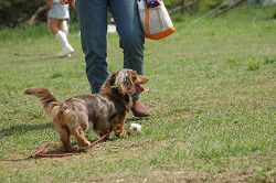 paw_meeting_B-207.jpg