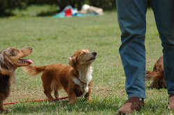 paw_meeting_B-208.jpg