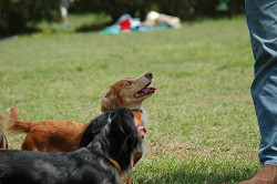 paw_meeting_B-209.jpg