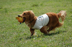 paw_meeting_B-210.jpg
