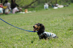 paw_meeting_B-211.jpg