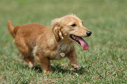 paw_meeting_B-216.jpg