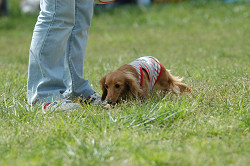 paw_meeting_B-218.jpg