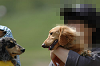 paw_meeting_B-224_thumb.png