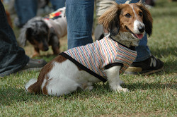 paw_meeting_B-227.jpg