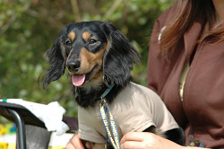 paw_meeting_B-243.jpg