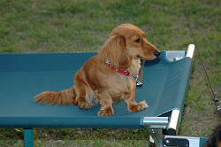 paw_meeting_B-253.jpg