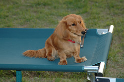 paw_meeting_B-254.jpg