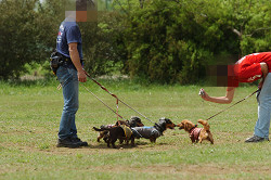paw_meeting_C-270.jpg