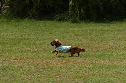 paw_meeting_C-272.jpg