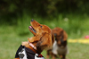 paw_meeting_C-273_thumb.png