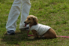 paw_meeting_C-274_thumb.png