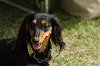 paw_meeting_C-277_thumb.png