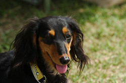 paw_meeting_C-278.jpg