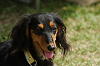 paw_meeting_C-278_thumb.png
