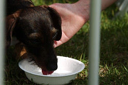 paw_meeting_C-295.jpg