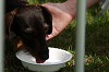 paw_meeting_C-295_thumb.png